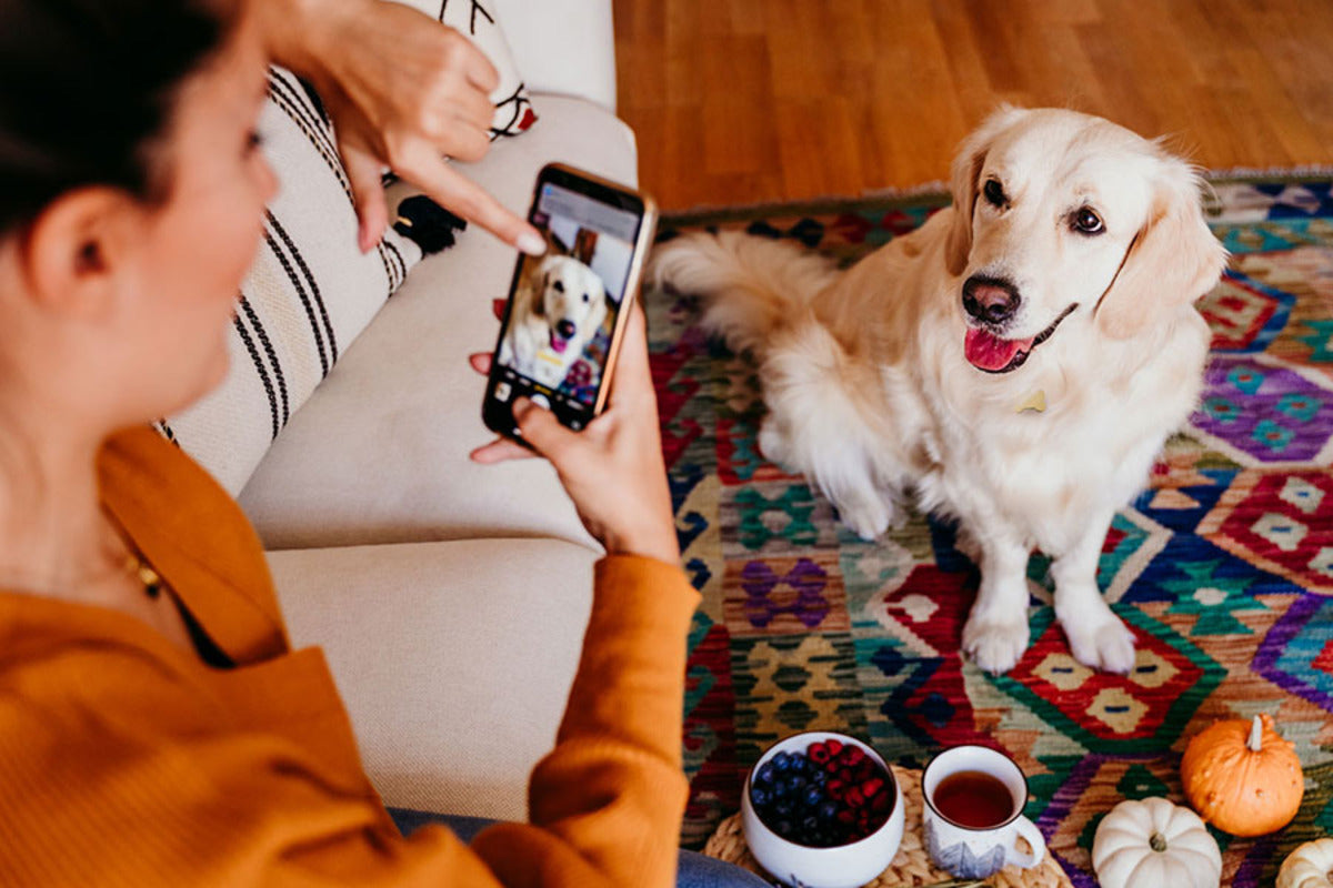 Top 10 Sounds To Make Your Dog TikTok Famous: Fun Sounds to Make Your Pet Go Viral!
