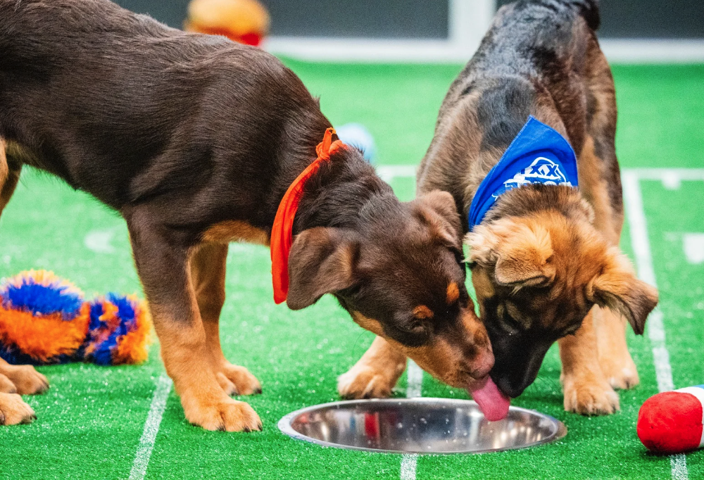 How to Adopt a Rescue Puppy from the 2025 Puppy Bowl