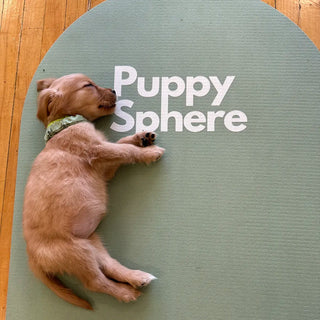 Wellness Puppy Yoga | Chicago Logan Square