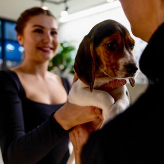 Francesca, co-founder of Doggos and Puppysphere is passing a beagle puppy to another person standing across from her.