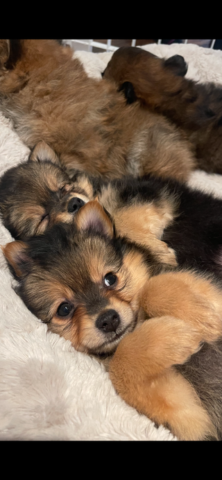 A set of puppies lying close together on a fuzzy dog bed.
