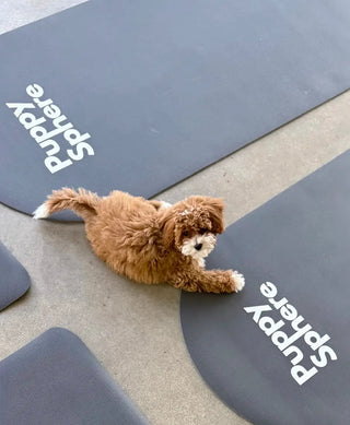 Wellness Puppy Yoga | Washington D.C.