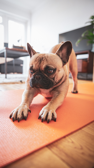 A Frenchie is in mid downward dog motion on a yoga mat.