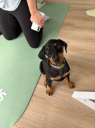 Wellness Puppy Yoga | Mississauga