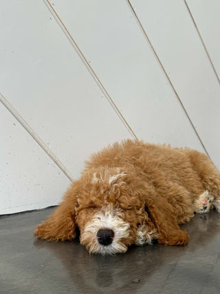 Wellness Puppy Yoga | Houston