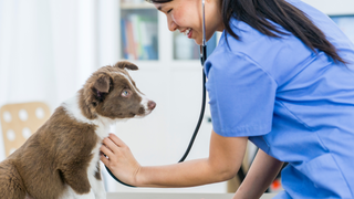 A brown and white pomsky puppy is getting it's heart checked by a vet in blue.