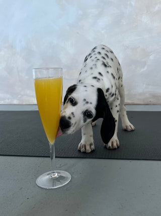 A Dalmation puppy standing on a black yoga mat licking the bottom of a mimosa glass. 