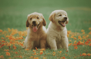 Two golden retriever puppies being cute in a field