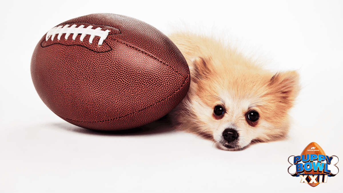 Rescue puppies from shelters across the country competing in Puppy Bowl