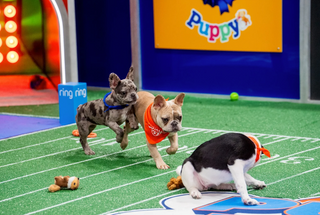 Who Won the Puppy Bowl 2025?