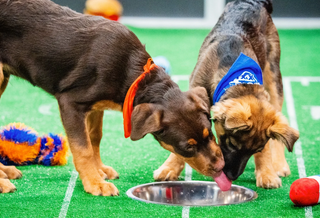 How to Adopt a Rescue Puppy from the 2025 Puppy Bowl