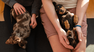Supporting Mental Health at Puppy Sphere: Your Ticket Gives Back