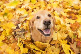 Best Autumn Activities for You and Your Dog