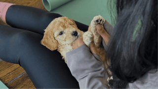 The Benefits of Puppy Yoga for Puppies