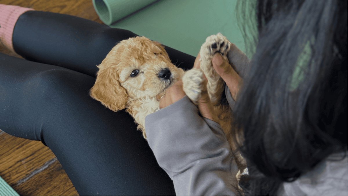 The Benefits of Puppy Yoga for Puppies