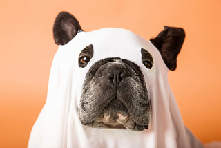 Spooktacular Duos: The Best Halloween Costumes for You and Your Dog