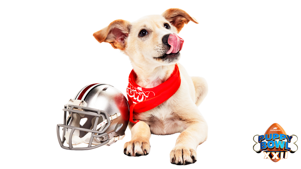 How to Adopt a Puppy Bowl 2026 Rescue Dog