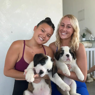 Wellness Puppy Yoga | Chicago Logan Square