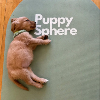 NYC Flatiron Studio 1 Puppy Yoga