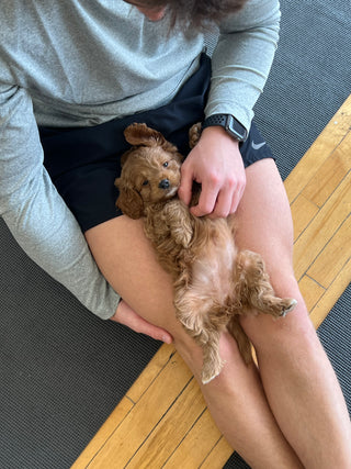 Wellness Puppy Yoga | Flatiron Studio 2