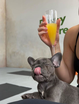 Puppy enjoying yoga session next to a person holding a mimosa in Logan Square, Chicago.