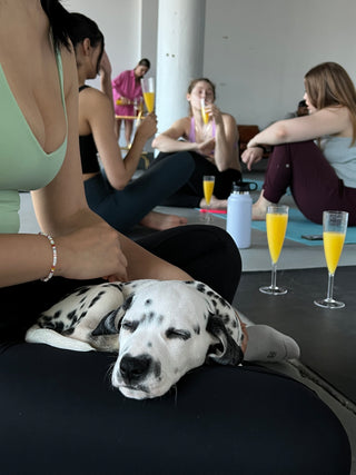 A Dalmation puppy taking a snooze in a woman's lap during a puppy yoga & bubbly event. In the background are women drinking bottomless mimosas and several addition mimosas are sitting on the ground. 
