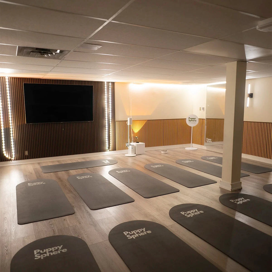 Ottawa puppy yoga studio in Wellington Village | 1338 Wellington St W