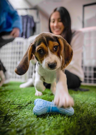 A mid-action shot of a beagle puppy approaching the camera and stepping over a pastel blue bone-shaped plastic chew toy. The ground is made of turf and in the background is aa white fenced enclosure. In the background is a woman that's seated in mid-smile watching the puppies roam around her inside the enclosure.