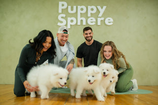 Wellness Puppy Yoga | Toronto Sun