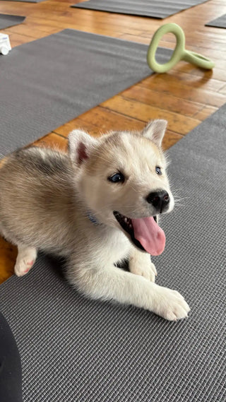 Wellness Puppy Yoga | Boston