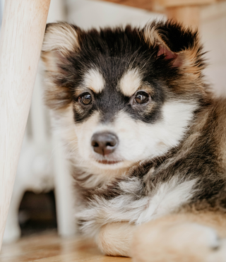 A close up image of a pomsky puppy with it's head leaning against what appears to be a white chair. 