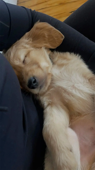 Wellness Puppy Yoga | Washington D.C.