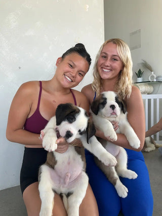 Wellness Puppy Yoga | Washington D.C.