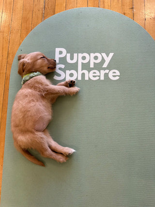 Wellness Puppy Yoga | Flatiron Studio 2
