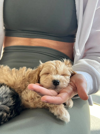 Wellness Puppy Yoga | Flatiron