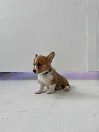 Wellness Puppy Yoga | Flatiron