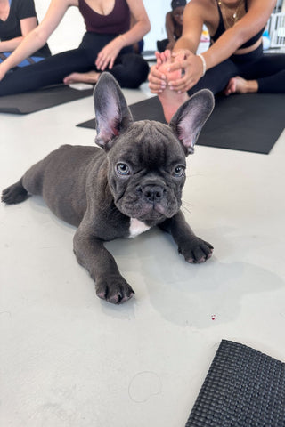 Puppy Yoga & Bubbly (Lower East Side)