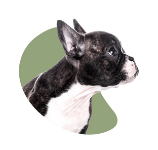 French Bulldog puppy