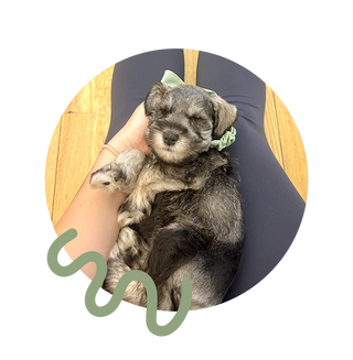 Puppy at Puppy Sphere