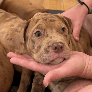 Puppy Yoga & Bubbly | Williamsburg