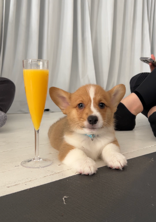 Adorable puppy with a mimosa during a puppy yoga class in Union Square, Manhattan.