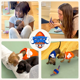 Rescue Puppy Yoga Series | Washington D.C.