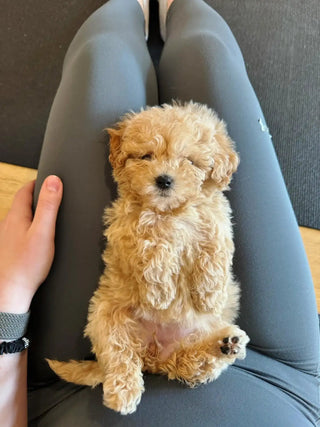 Wellness Puppy Yoga | Chicago West Town
