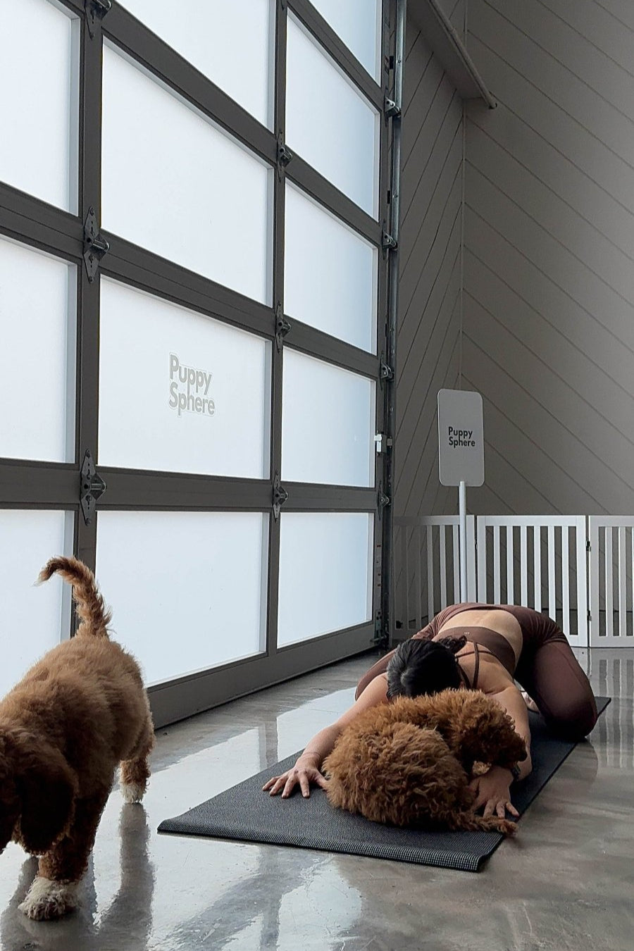 Puppy Yoga Chicago Ethical Puppy Yoga in West Town – Puppy Sphere