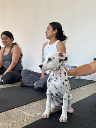 Wellness Puppy Yoga | Lower Manhattan