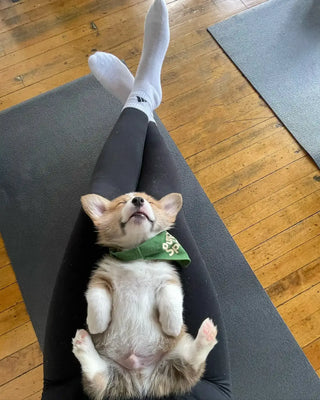 A small corgi resting on an attendee's lap during a Puppy Yoga session in Chicago