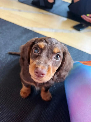 A small daschund looking at the camera.