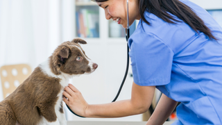 A brown and white pomsky puppy is getting it's heart checked by a vet in blue. 