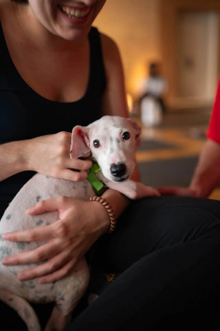 Rescue Puppy Yoga