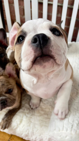 Simply Puppy Yoga | Chicago